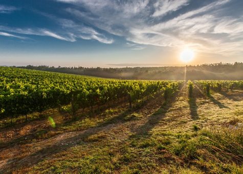tuscany vineyard